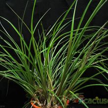 A photo of Billbergia nutans
