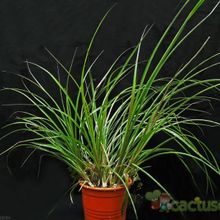 A photo of Billbergia nutans