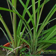 A photo of Billbergia nutans