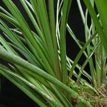 A photo of Billbergia nutans
