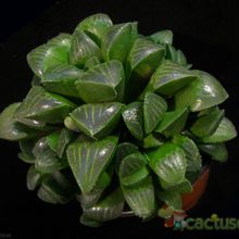 Una foto de Haworthia mutica