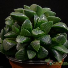 Una foto de Haworthia mutica