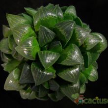 Una foto de Haworthia mutica
