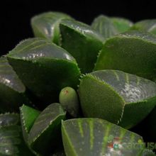 Una foto de Haworthia mutica