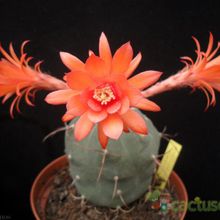 A photo of Matucana madisoniorum