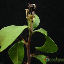 Una foto de Pereskia grandifolia