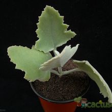 A photo of Kalanchoe beharensis