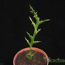 Una foto de Euphorbia stenoclada