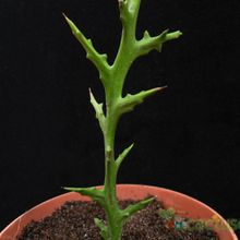 Una foto de Euphorbia stenoclada