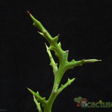 Una foto de Euphorbia stenoclada