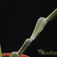 Una foto de Euphorbia alcicornis  