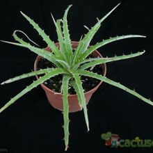 A photo of Hechtia argentea