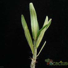 Una foto de Pachypodium succulentum  