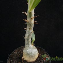 Una foto de Pachypodium succulentum  