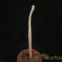 Una foto de Cipocereus crassisepalus