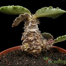 Una foto de Euphorbia ambovombensis  