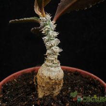 Una foto de Euphorbia suzannae-marnierae  