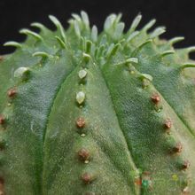 Una foto de Euphorbia ferox x Euphorbia obesa cv. Luis Bru