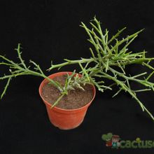 Una foto de Euphorbia stenoclada