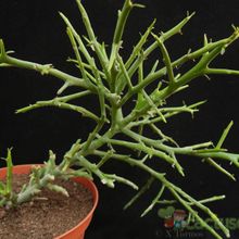 Una foto de Euphorbia stenoclada