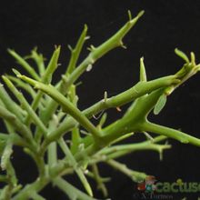 Una foto de Euphorbia stenoclada