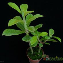 Una foto de Euphorbia umbellata