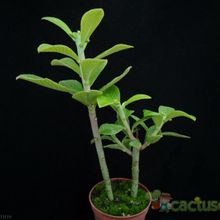 Una foto de Euphorbia umbellata