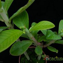Una foto de Euphorbia umbellata