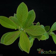 Una foto de Euphorbia umbellata