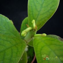Una foto de Euphorbia umbellata