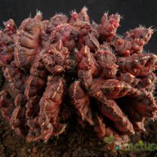 A photo of Echinopsis cv. CHOCOLATE fma. mostruosa