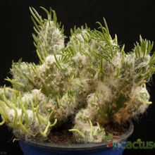 Una foto de Austrocylindropuntia vestita fma. crestada