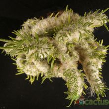 Una foto de Austrocylindropuntia vestita fma. crestada