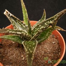 Una foto de Aloe jucunda