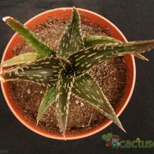 Una foto de Aloe jucunda