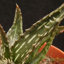 Una foto de Aloe jucunda