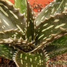 Una foto de Aloe jucunda