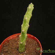 Una foto de Cereus spegazzinii