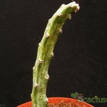 Una foto de Cereus spegazzinii