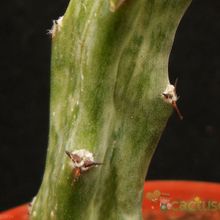 Una foto de Cereus spegazzinii
