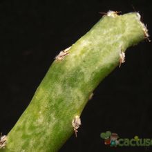 Una foto de Cereus spegazzinii
