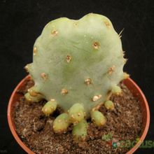A photo of Opuntia crassa