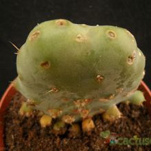 A photo of Opuntia crassa