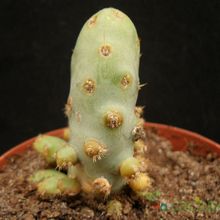 A photo of Opuntia crassa