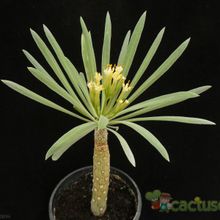 Una foto de Kleinia neriifolia