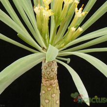 Una foto de Kleinia neriifolia