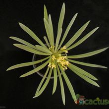Una foto de Kleinia neriifolia