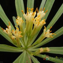 Una foto de Kleinia neriifolia