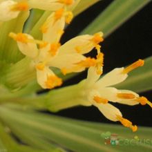 Una foto de Kleinia neriifolia