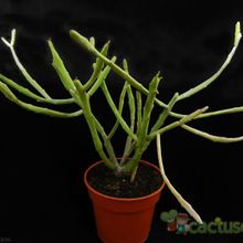 A photo of Euphorbia imerina  